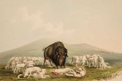 乔治·卡特林的《野牛狩猎，白狼袭击野牛》