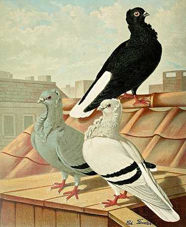 Gustav Prütz的《白尾德国海鸥》（Sticken）