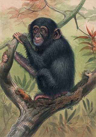 约瑟夫·沃尔夫的《黑猩猩》