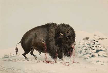 乔治·卡特林的《受伤的野牛》