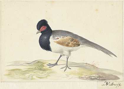 尼古拉斯·斯特鲁克（Nicolas Struyk）的《灰色尾羽、黑色头部、红色斑点的鸟》