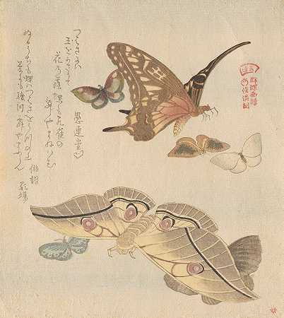 “蝴蝶和飞蛾，出自久保顺满的《一群蝴蝶》（GunchōGafu）系列