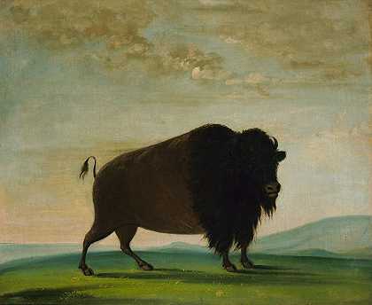 乔治·卡特林（George Catlin）的《野牛牛，在草原上放牧》