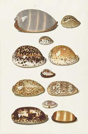 约翰·古斯塔夫·霍赫（Johann Gustav Hoch）的11枚大小热带烧烤贝壳