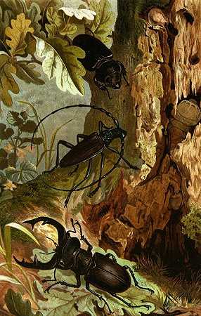 《昆虫、蜈蚣和蜘蛛Pl 05》作者：阿尔弗雷德·埃德蒙德·布雷姆
