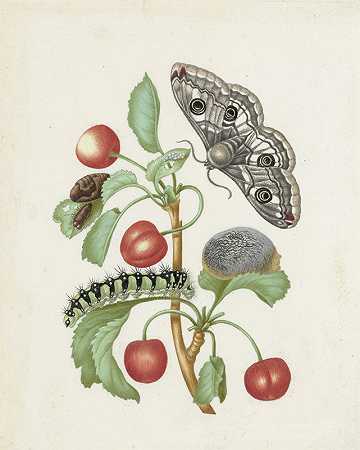 多萝西娅·玛丽亚·格塞尔的《小皇帝蛾的变形记》
