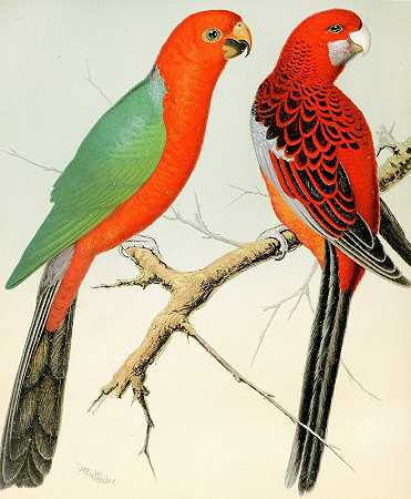 W.A.Blakston的《国王鹦鹉，旗下的鹦鹉》