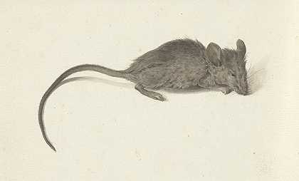 让·伯纳德的《老鼠，在右边》