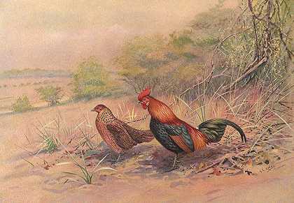 乔治·爱德华·洛奇的《红色丛林鸟》