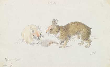 查尔斯·汉密尔顿-史密斯的《兔子》