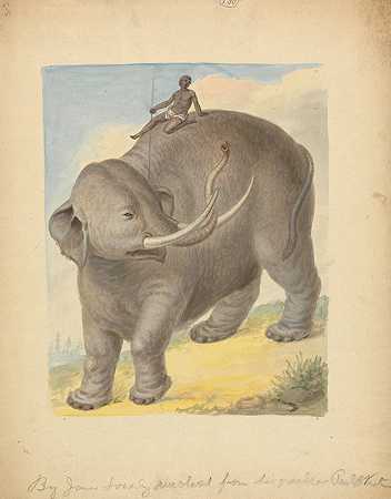 詹姆斯·索尔比的《大象与骑士》