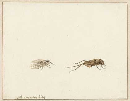 Gerardus van Veen的《两只昆虫》