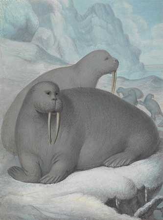 詹姆斯·索尔比的《长牙海象》