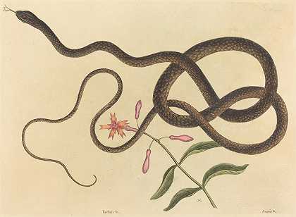 马克·凯茨比的《教练鞭蛇》（Coluber flagellum）