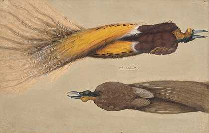 克里斯托夫·安贝格（Christoph Amberger）的《两只死了的天堂鸟，一只雄性和一只雌性》