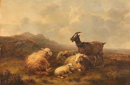 “牧场上的绵羊和山羊