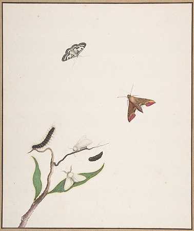 尼古拉斯·斯特鲁克（Nicolas Struyk）的《一只毛毛虫和树枝上的两只蛾和两只蝴蝶》