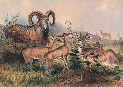 约瑟夫·沃尔夫的《维涅的野羊》