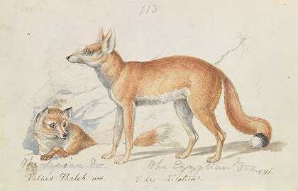 查尔斯·汉密尔顿·史密斯的《叙利亚狐狸和埃及狐狸》