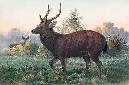 约瑟夫·沃尔夫的《Swinhoe’s Deer》