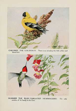 路易斯·阿加西斯·富尔特斯的《金雀奇科里》、《红宝石喉咙蜂鸟悍马》