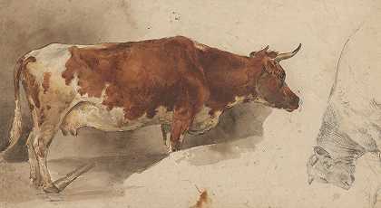 “站在右边的奶牛，以及威廉·卡雷尔·纳肯的奶牛草图