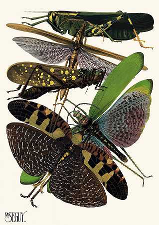 埃米尔·艾伦·塞盖伊的《昆虫Pl.19》