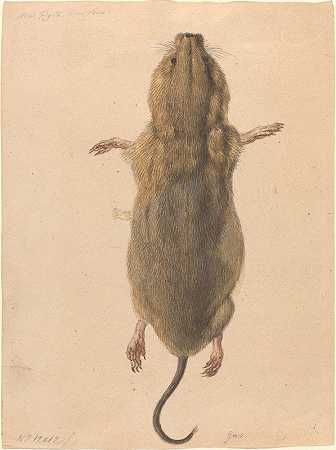 约翰·鲁道夫·谢伦伯格《一只田鼠，从上方看》