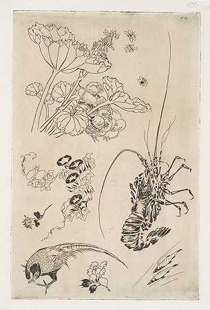 “小龙虾，有鸟的植物，费利克斯·布拉克蒙德