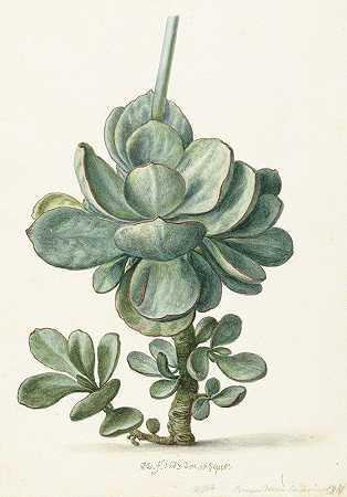 Herman Saftleven的《Vetplant（Cotyledon orbiculata）》