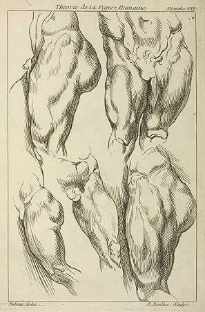 彼得·保罗·鲁本斯对男性腰部的研究