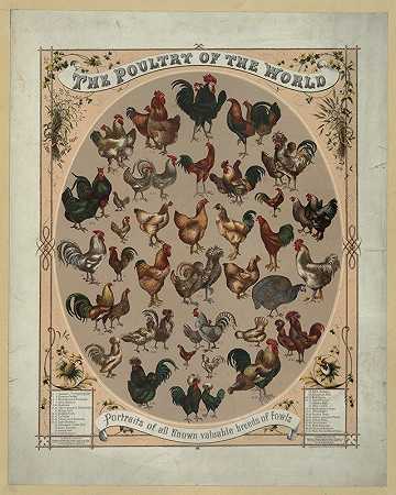 “世界上的家禽路易·普朗所有已知的有价值的家禽品种的肖像