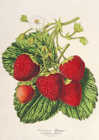 查尔斯·安托万·莱梅尔的《草莓奥斯卡》