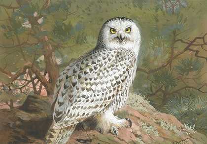 阿奇博尔德·索本的《一只雌性雪猫头鹰》