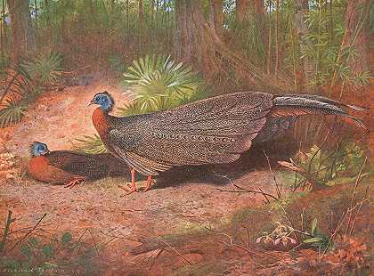 Archibald Thorburn的《Bornean Argus Pheasant》