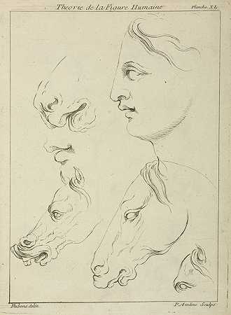 彼得·保罗·鲁本斯（Peter Paul Rubens）的“马头和人头侧面图，马眼和鼻子的细节
