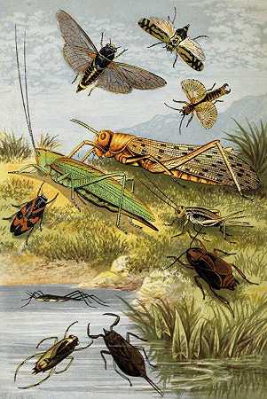 威廉·霍顿（William Houghton）的《直翅目Rhyncota Orthoptera》