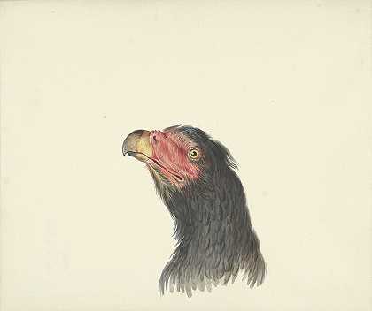 弗朗索瓦·莱维兰特的《秃鹫之首》