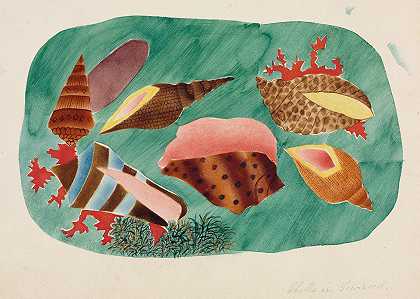 玛丽·阿尔塔·尼姆斯的《海藻中的贝壳》