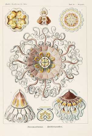 Ernst Haeckel的《Peromedusae》