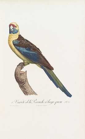 “雅克·巴拉班德的第一个大尾巴鹦鹉品种