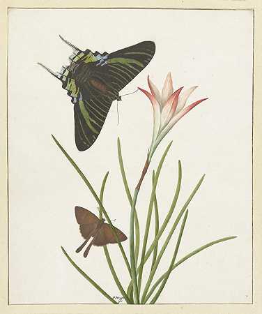《百合花上的两只蝴蝶》（Paulus Knogh）