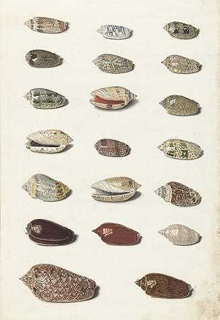 约翰·古斯塔夫·霍赫的《二十个热带贝壳》