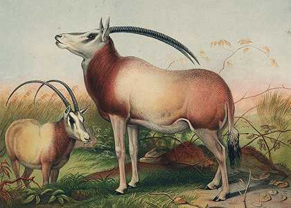 约瑟夫·沃尔夫的《白羚羊》