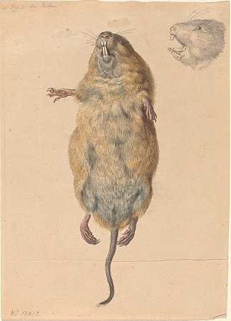 约翰·鲁道夫·谢伦伯格的《一只田鼠，从下面看》