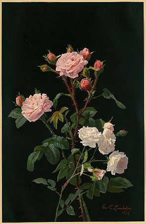 乔治·科克兰·兰丁的《粉红与白玫瑰》