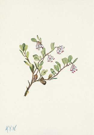 玛丽·沃克·沃尔科特（Mary Vaux Walcott）的《熊莓（花）》（Arctostaphylos uva ursi）