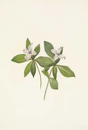 “Bunchberry（花）。加拿大山茱萸，Mary Vaux Walcott著