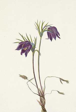 “美国雀花（花）。玛丽·沃克·沃尔科特（Mary Vaux Walcott）的白头翁
