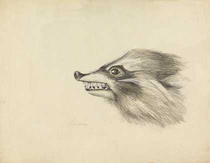 詹姆斯·索尔比的《浣熊之首》